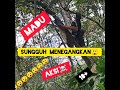 AKSI PANEN MADU 18 HUUU 24 September 2020