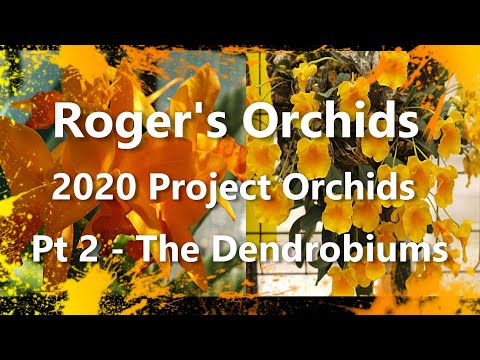 2020 Project Orchids Pt 2 - The Dendrobiums