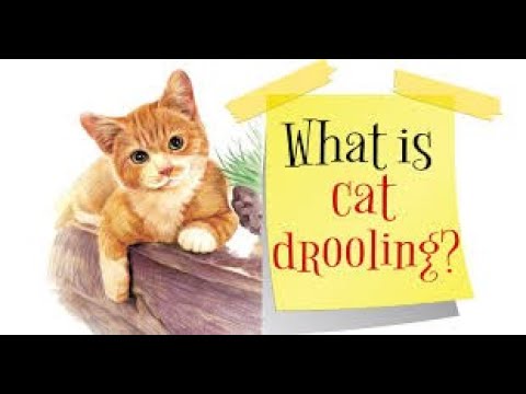 4 reasons why your cat is drooling