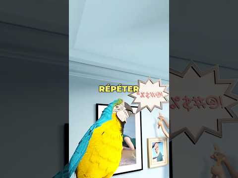 Comment les perroquets apprennent les mots 🦜