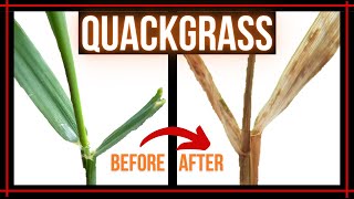 How to manage quackgrass in your lawn//updated