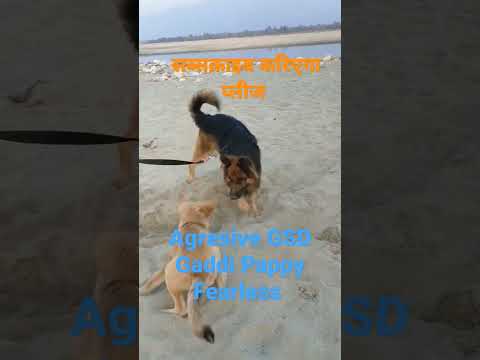 Gaddi pup/GSD गोवा feel #dog #viral #youtubeshorts #shorts