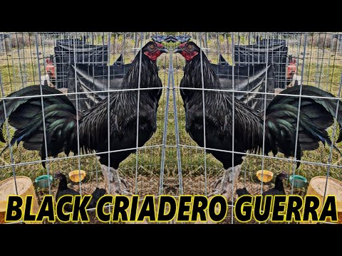 Black Blue Mug Brownred Leiper Hatch - Criadero Guerra Beautiful Birds