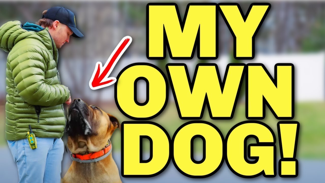 Walking My Giant Dog Through My Neighborhood!
