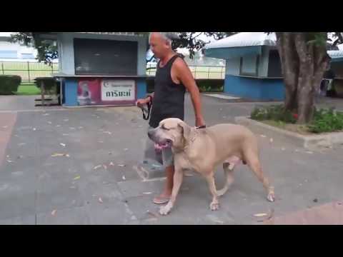 شاهد ردة فعل هذه القطة_عندما هجم كلب ضخم صغيرها