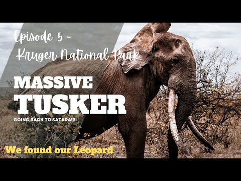 image-Is the Kruger National Park open during lockdown?