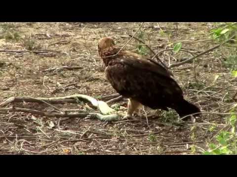 Tawny Eagle eating in Kruger National Park South Africa
