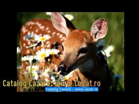 Cazare Ruseni, Neamt - Cazat.ro