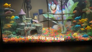 Playing Tic Tac Toe With A Fish! 🐟 | PAWSOME PETS