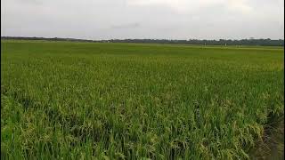 Download lagu pangupo jiwo story' wa mp3