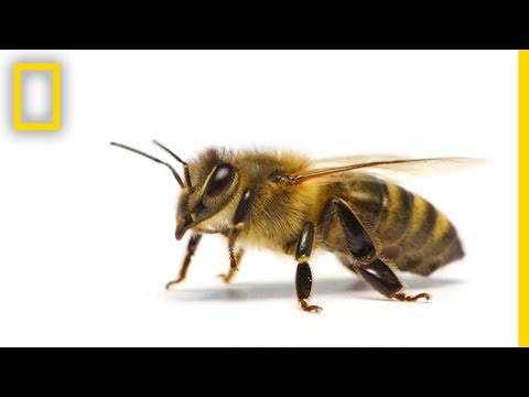 , title : 'How Do Honeybees Get Their Jobs? | National Geographic
