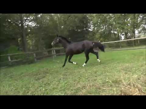 Hannoveraner hengst von Decurio - Desperados