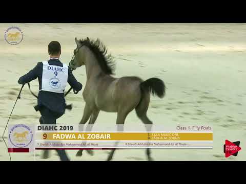 N 9 FADWA AL ZOBAIR   Dubai 2019   Filly Foals