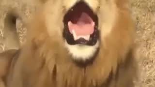 Download lagu KATA BABA hewan aneh persi onder sepot sumpah lucuu mp3