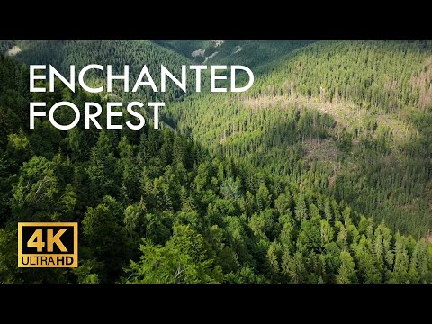 4K HDR Enchanted Forest - Springtime Bird Song Relaxing Nature Video & Sounds