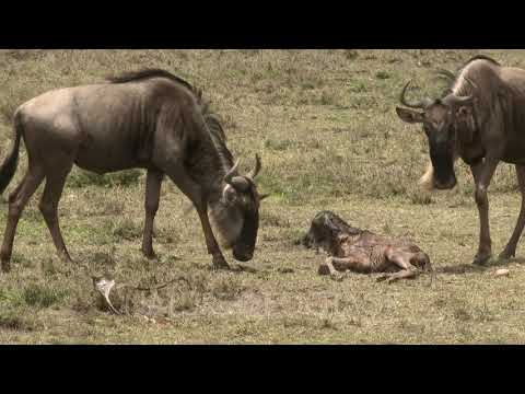 Blue Wildebeest (Connochaetes taurinus)  newborn calf lying on the ground trying to stand up, mot...