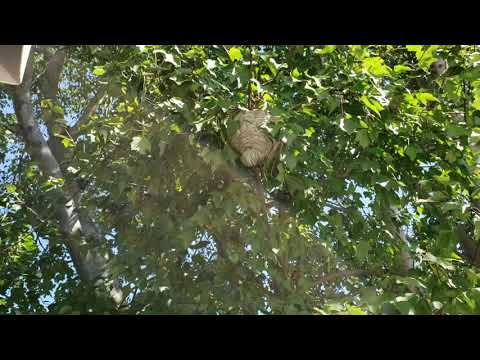 Bald-Faced Hornets Nest Above Homeowners Deck in Asbury Park, NJ