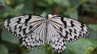 preview picture of video 'Butterflies and insect  in tama-zoological (多摩動物公園の昆虫館 )'