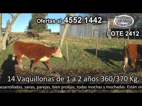 Lote 14 Vaquillonas 1 a 2 años 9 HE c/  RA y 5 HE. 360kg -  en Don Luis. Cuchilla del Perdido - a 25 km de Cardona