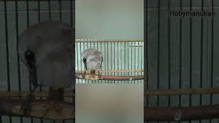 Download lagu TERAPI TRUCUKAN AIR MENGALIR#ropelmania mp3