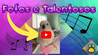 Animais Fofos e Talentosos