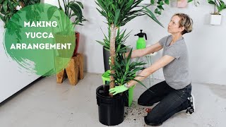 Dividing Yucca Elephantipes & How To Create A Multiple Stalk Arrangement