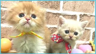 ペットショップCOO&RIKU No00704482(フォールデックス)