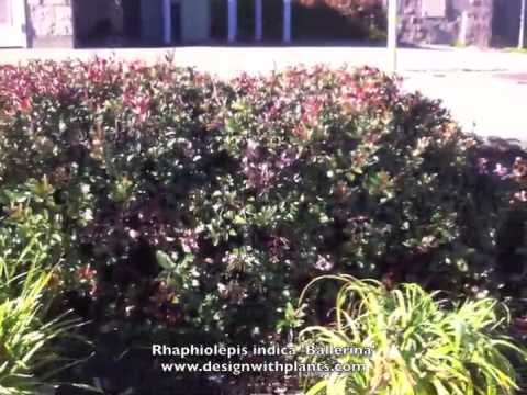 Rhaphiolepis indica 'Ballerina'