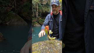 Mantiflora aurantia — a waterfall blossom mantis that blooms in mist and mossy stone