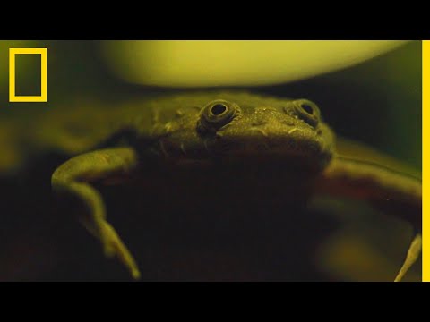 Les xénopes sont de véritables radars sur pattes !