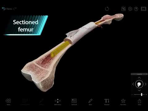 Visible Body | The Structure of Bone Tissue