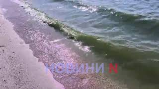 В Николаеве Южный Буг окрасился в изумрудно-зеленый цвет: это может быть опасно