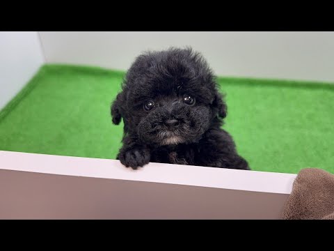 YouTube動画のサムネイル