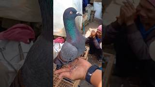 Download lagu The charm of the Megan Gending colored pigeon with the eyes of Cilo rose water at Kertek Market, ... mp3