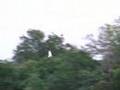 Bercham Great White Egrets In Flight Over Cypress Area