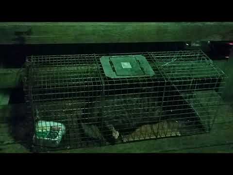 Feral cat not happy being caged! Goes crazy