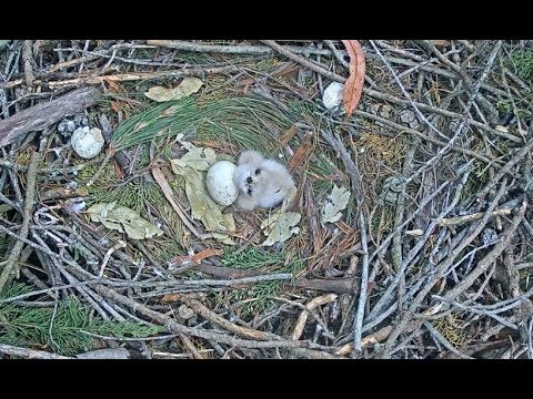 Presidio Red Tailed Hawk Cam ~ New Baby Hawk Visited By Hummingbird; Baby Falls Over Feet Up 4.11.18