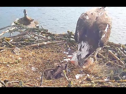 One more for breakfast at Rutland Ospreys! 14 May 2022