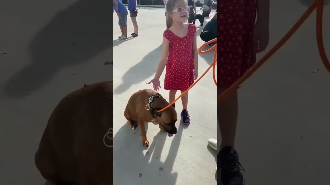 Ruby, a Adoptable mixed breed in Olathe, KS video 6/6