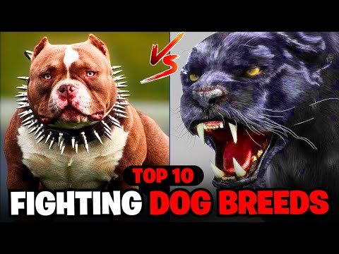 Ranking the Deadliest Fighting Dog Breeds