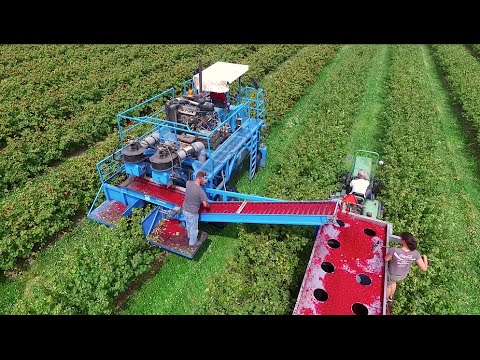 уборка смородины комбайном SFM Samson