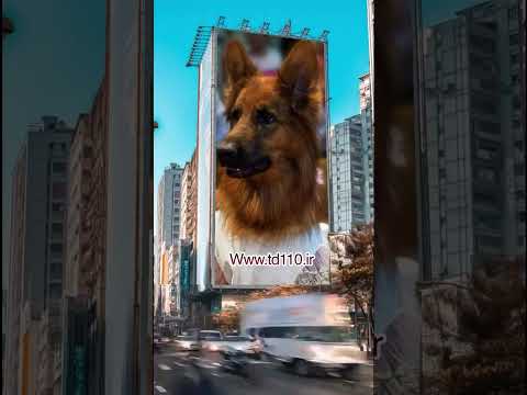 Instagram famous dog इंस्टाग्राम पर मशहूर कुत्ता Perro famoso de Instagram