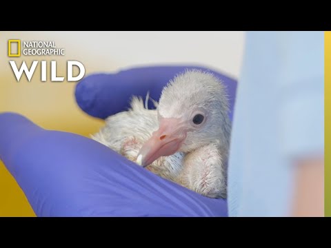 Flamingo Chick Check-Up | Secrets of the Zoo
