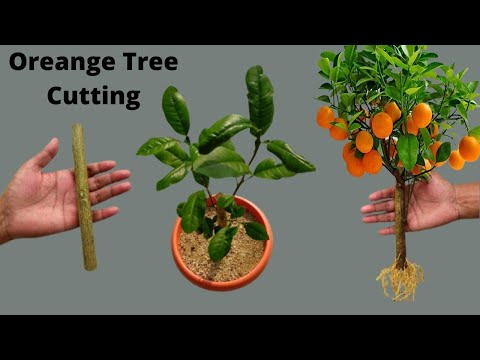 How to propagate orange tree from cutting🍊Growing orange tree from cutting