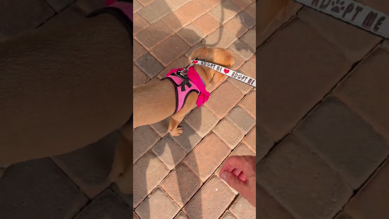 Enlarge Jojo, a Adoptable mixed breed in Scottsdale, AZ video 5/5