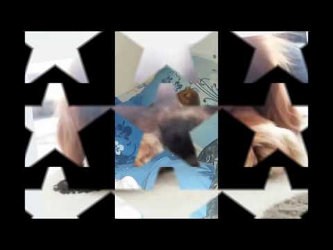 SEVİMLİ KÖPEK MAX MİLİAN ( TATLI VE KOMİK ) CAVALİER KİNG CHARLES