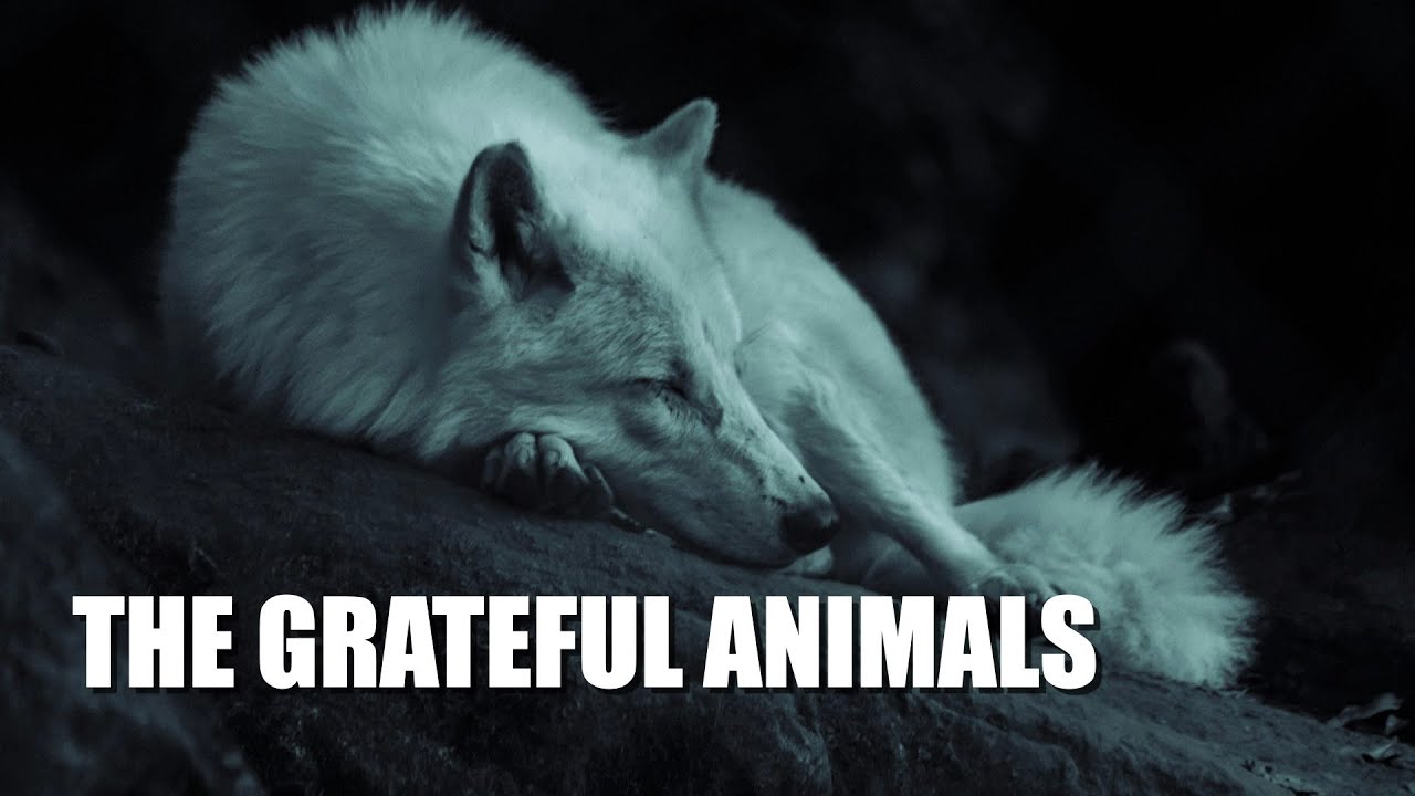 The Grateful Animals