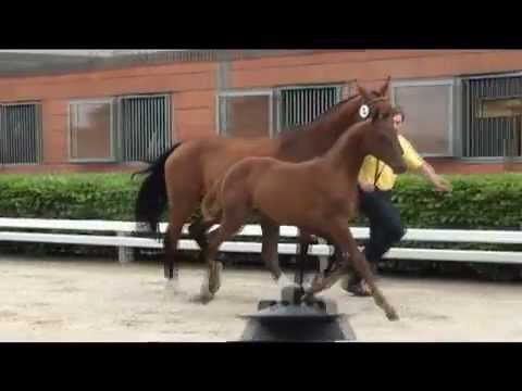 Fohlenschau Gestüt WM 2012 - Impressionen