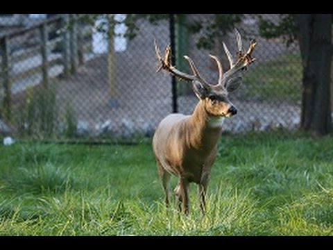 Animal Spotlight: White-tailed Deer