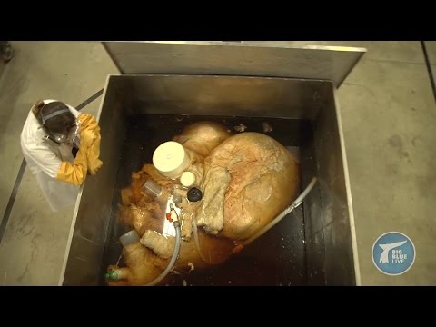 Blue whale's amazing giant heart stats - Big Blue Live: Preview - BBC